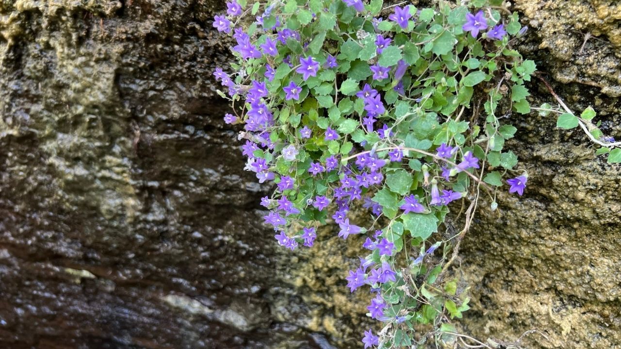 Campanula 1
