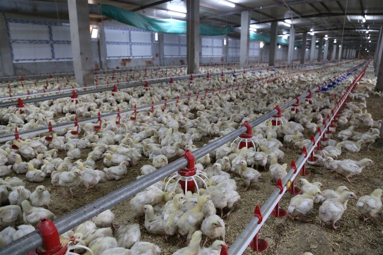 Denizli İli Kanatlı Hayvan Eti Üreticiliği Birliği Başkanı Erdinç Hayta, kanatlı hayvan üreticilerinin sıkıntılarla karşı karşıya kaldığını, maliyet yükünün yanı sıra ihracat yasaklarıyla birlikte pazar kayıplarının da yaşandığını belirtti. Erdinç, “Büyüttüğümüz ve döviz girdisi sağlayan bir sektörün pazarını kaybetmesi ileride daha büyük sıkıntılar doğuracaktır” diye konuştu.