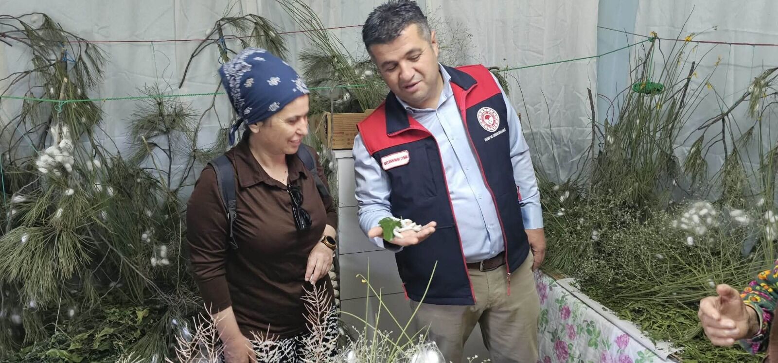 Acıpayam'da Kadın Eliyle Ipek Böcekçiliği (1)