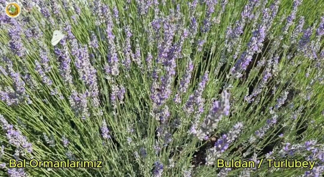 Buldan’da Yangın 3333
