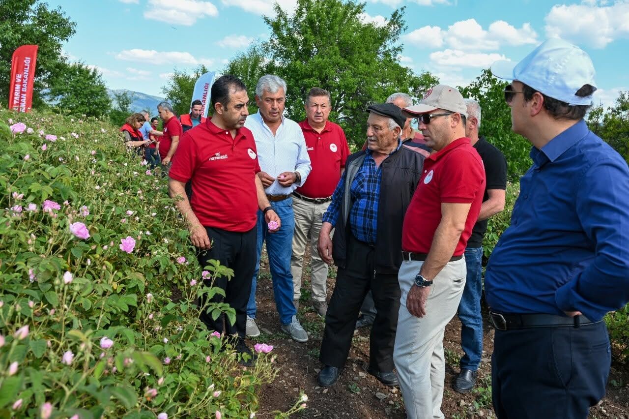 Çardak'ta Gül Hasadı Başladı (1)