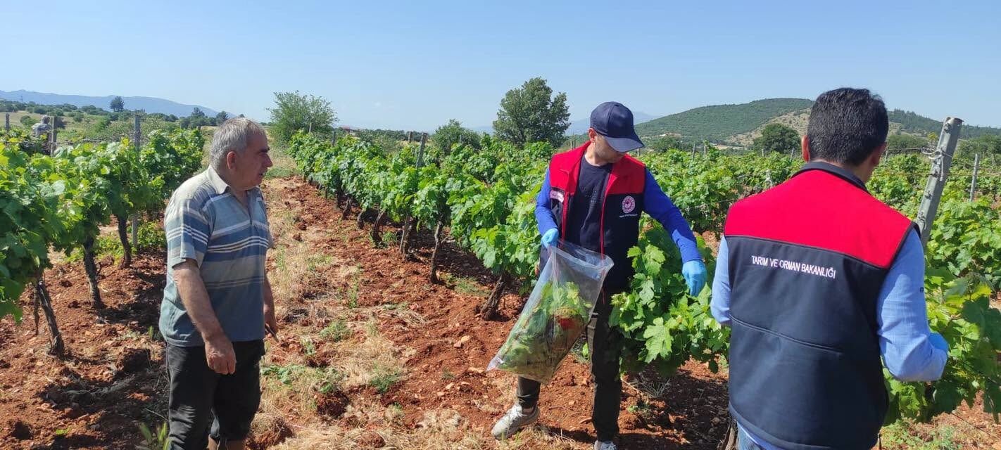 Denizli'de Güvenilir Gıda Için Hasat Öncesi Denetim 111