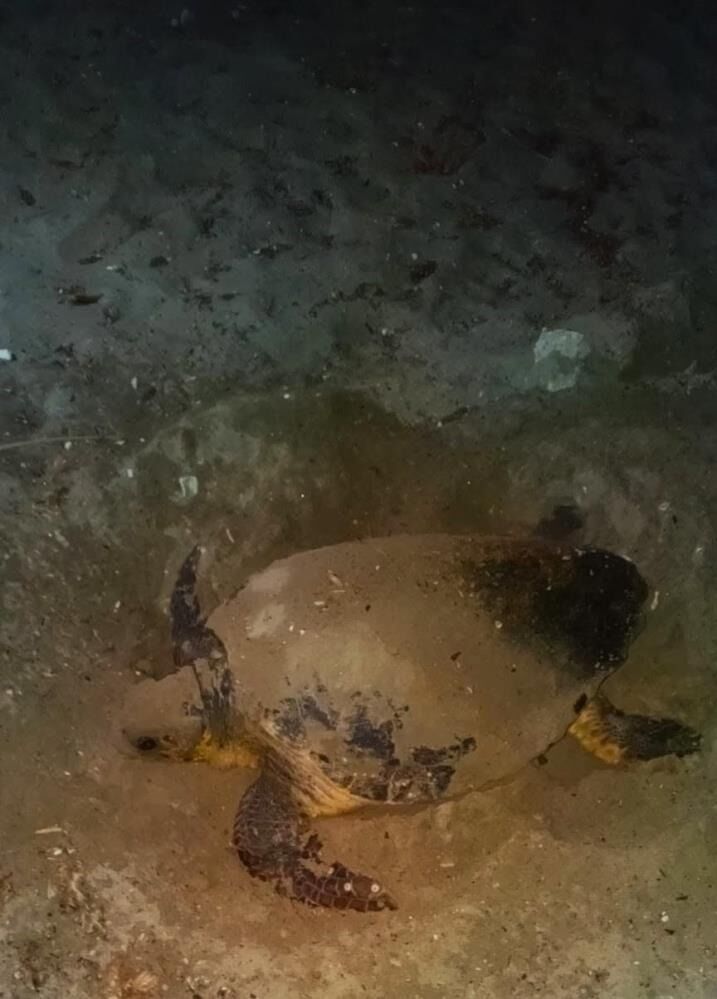 Didim’de Ikinci Caretta Yuvası Koruma Altına Alındı 22
