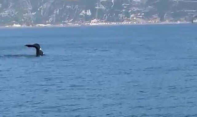 Fethiye’de Yüzen Balina Kameralara Yansıdı! 1