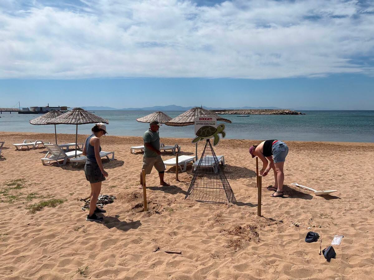 İzmir’de Deniz Kaplumbağası Heyecanı Yuvalama Alanları Genişliyor (3)