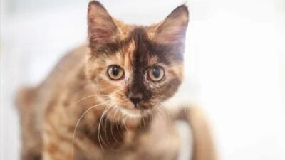 Kedi Stres 222