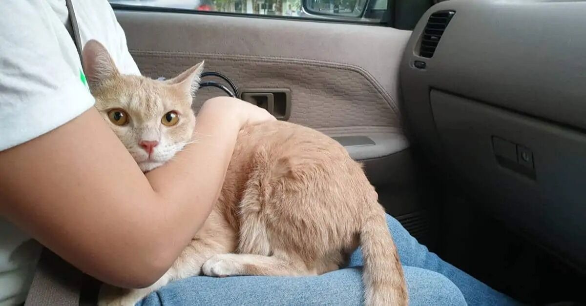 Kedi Stres 333