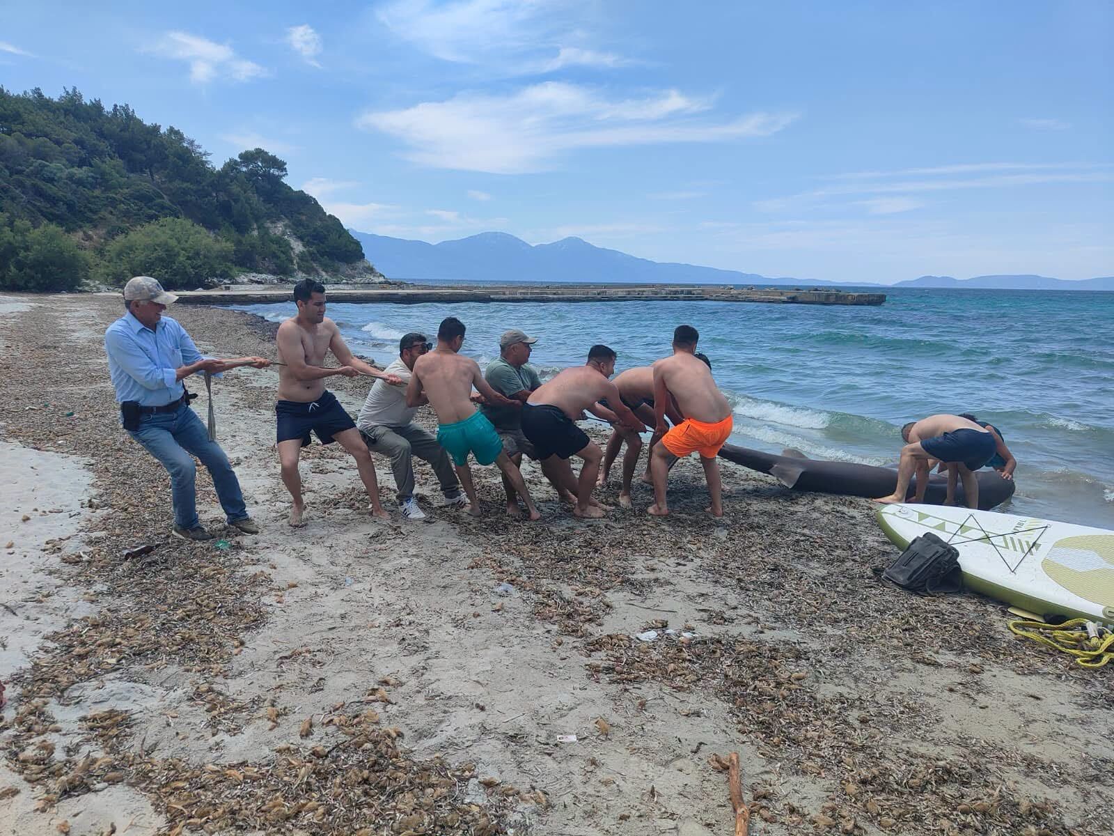 Kuşadası’nda Sahilinde Ölü Köpekbalığı Bulundu (3)