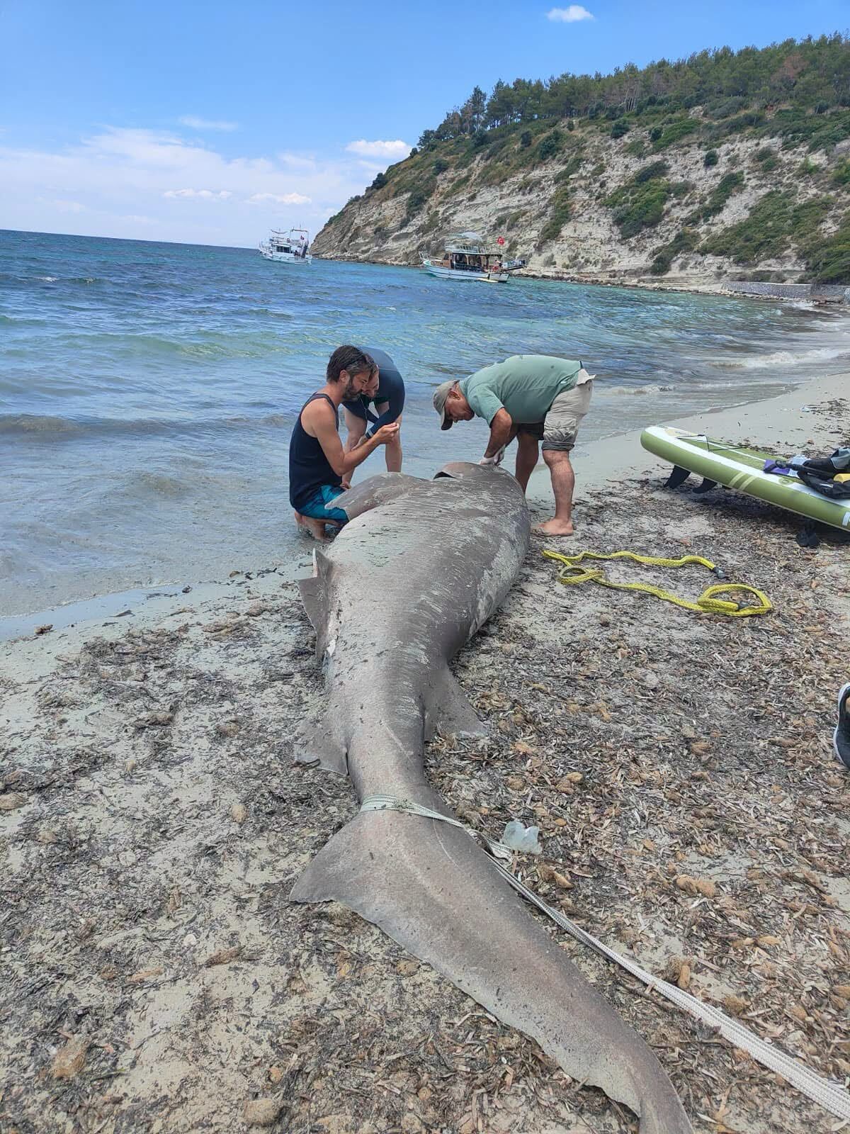 Kuşadası’nda Sahilinde Ölü Köpekbalığı Bulundu (4)