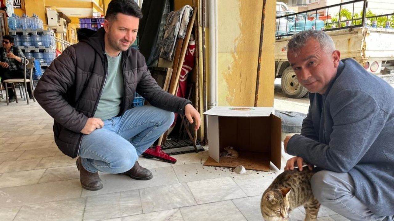 Esnaftan kediye merhamet eli: Doğan kedileri sahiplendiler