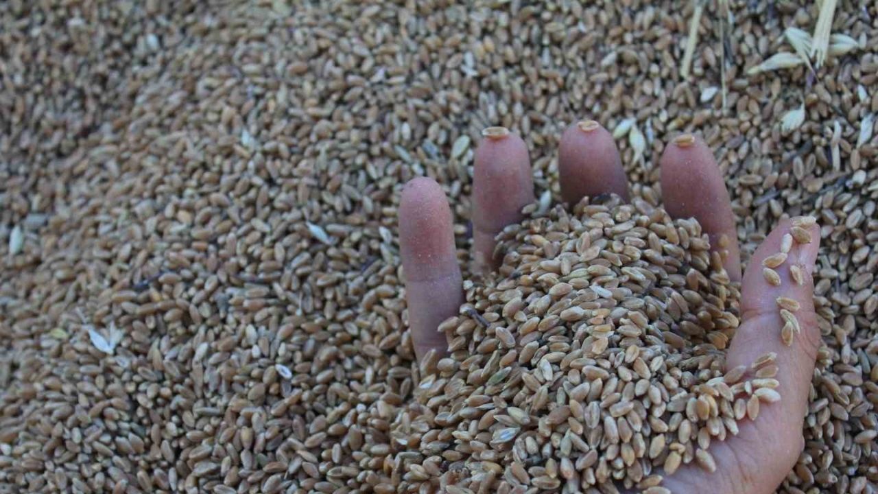 Hububatta kriz: Enflasyon baskısıyla çiftçinin geliri daha da eriyecek!