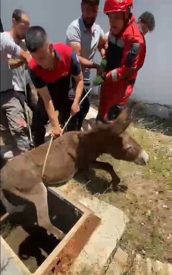 Sevimli Eşeğin Yardımına Ekipler Koştu (2)