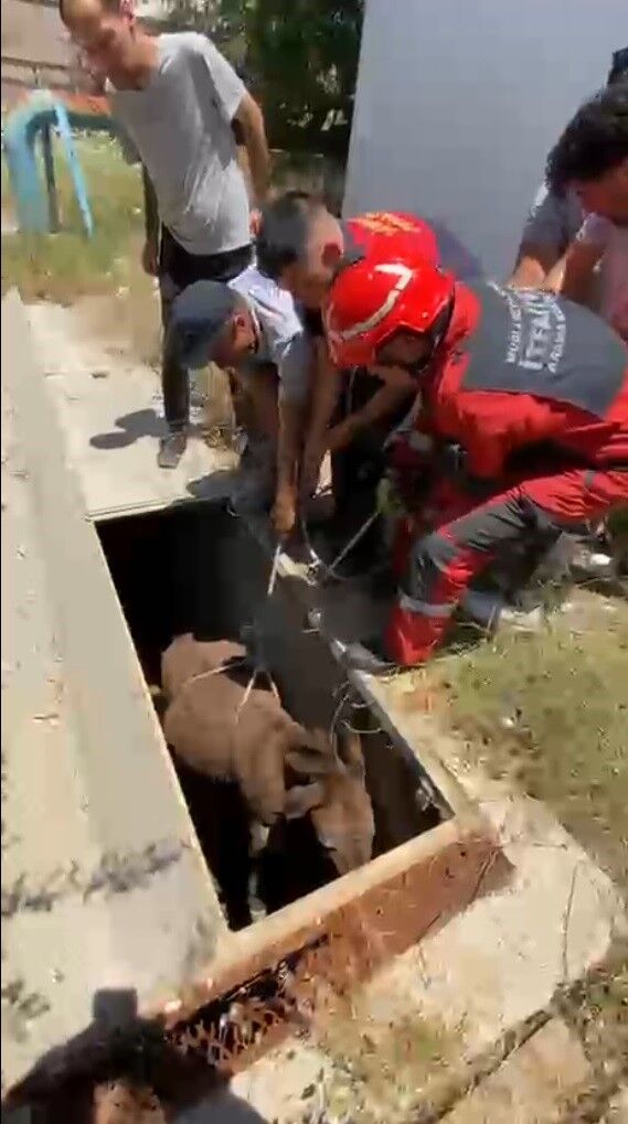 Sevimli Eşeğin Yardımına Ekipler Koştu (3)