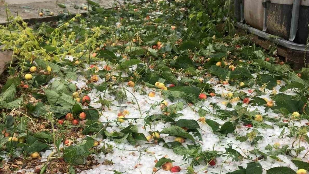 Denizli’nin Çameli ilçesinde aniden bastıran şiddetli dolu yağışı, seraları ve tarım arazilerini vurdu. Üreticiler büyük zarar yaşarken, aylar süren emek dakikalar içinde yok oldu.