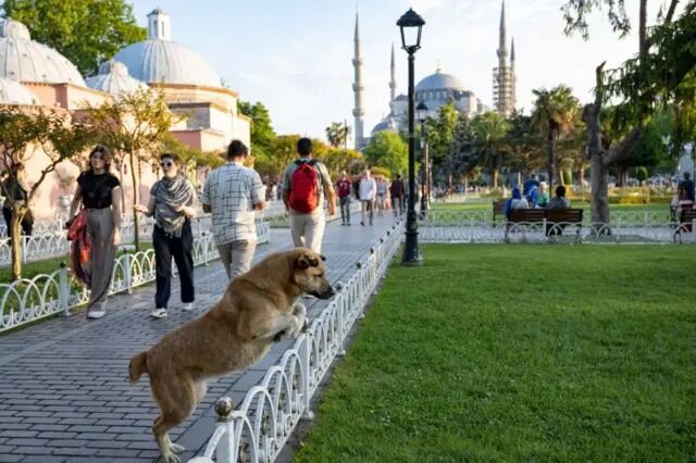 Sokak Hayvanları Mevzuatı 111