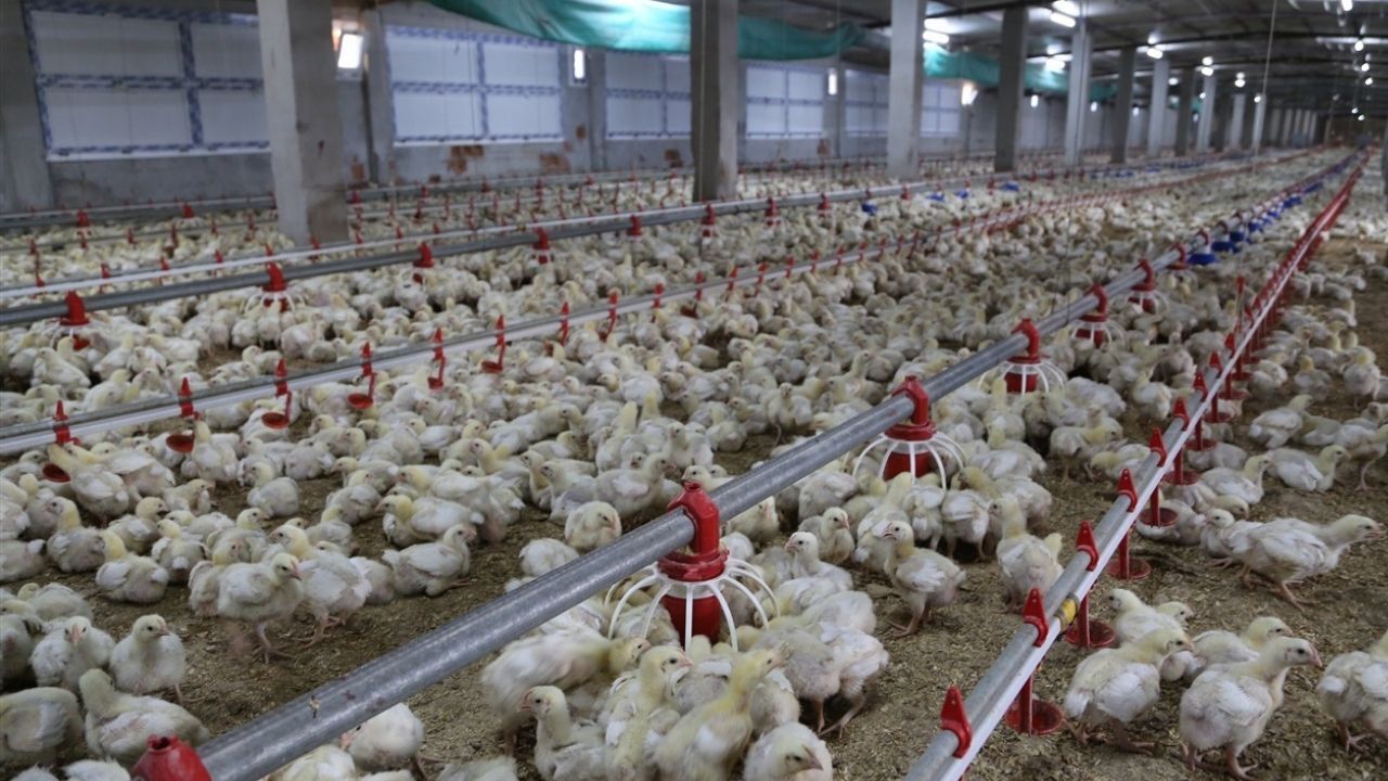 Suriye'den Türk Kanatlı Sektörüne Ithalat Freni (2)