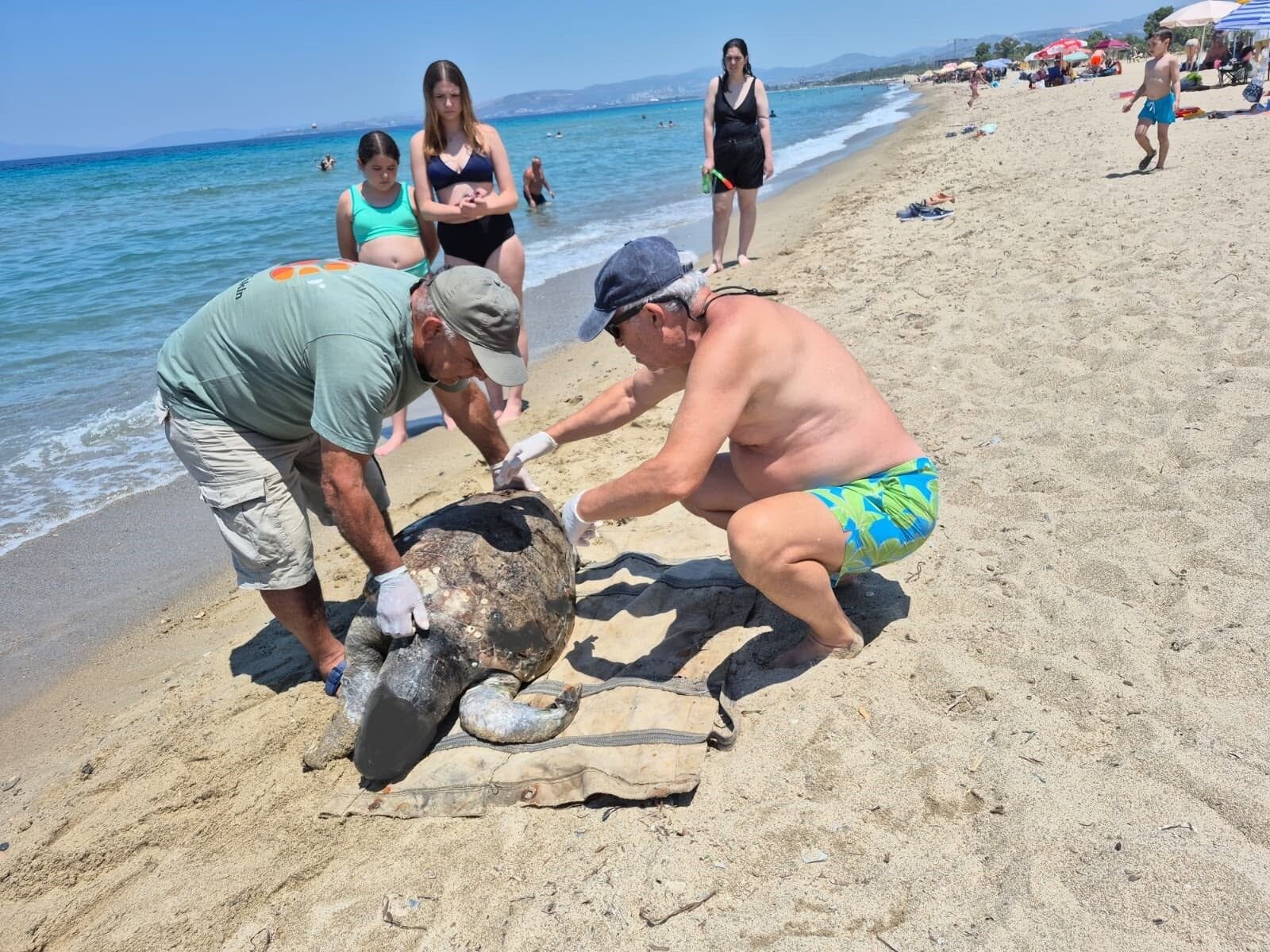 Caretta Caretta 1