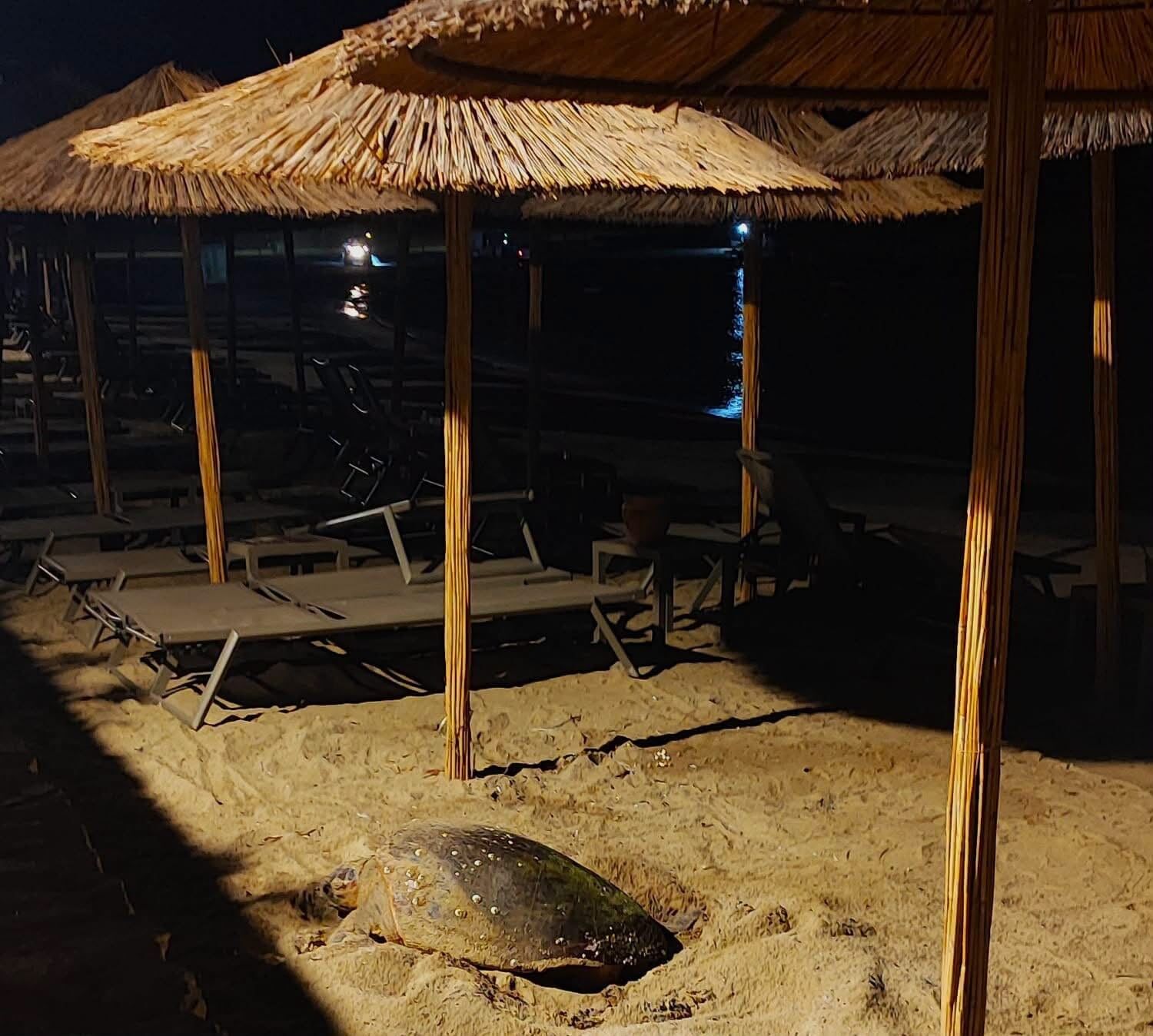 Caretta Caretta Didim 1
