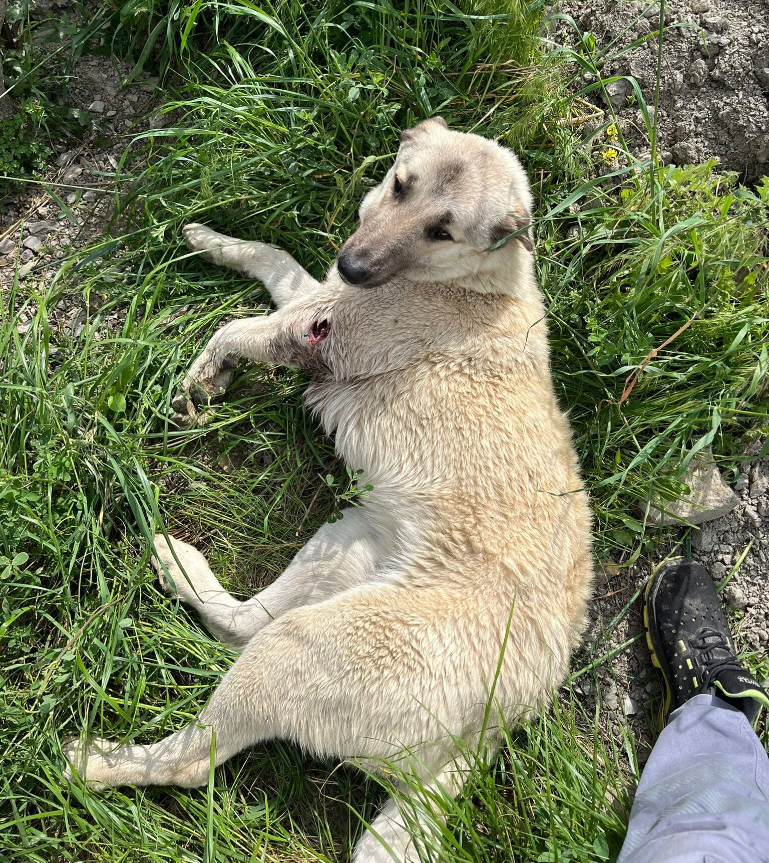 Seferihisar Köpek 1
