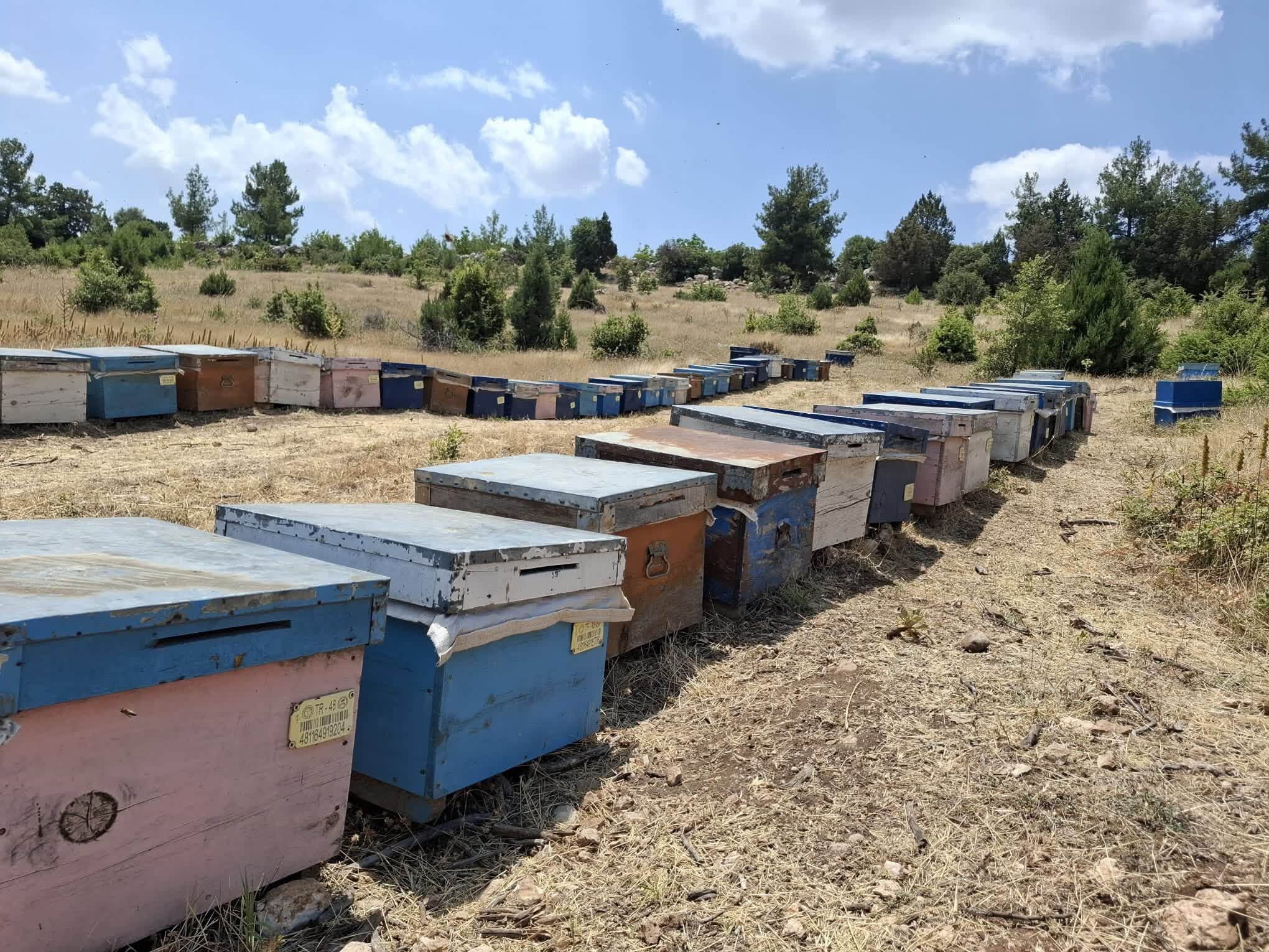 Arıcılık (3)