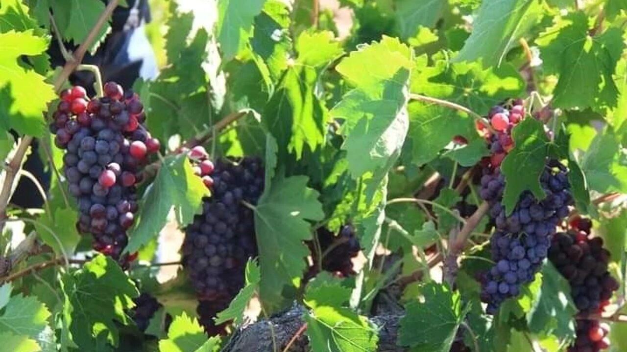 Cal Garasi Iklim Degisikligine Yenildi 2