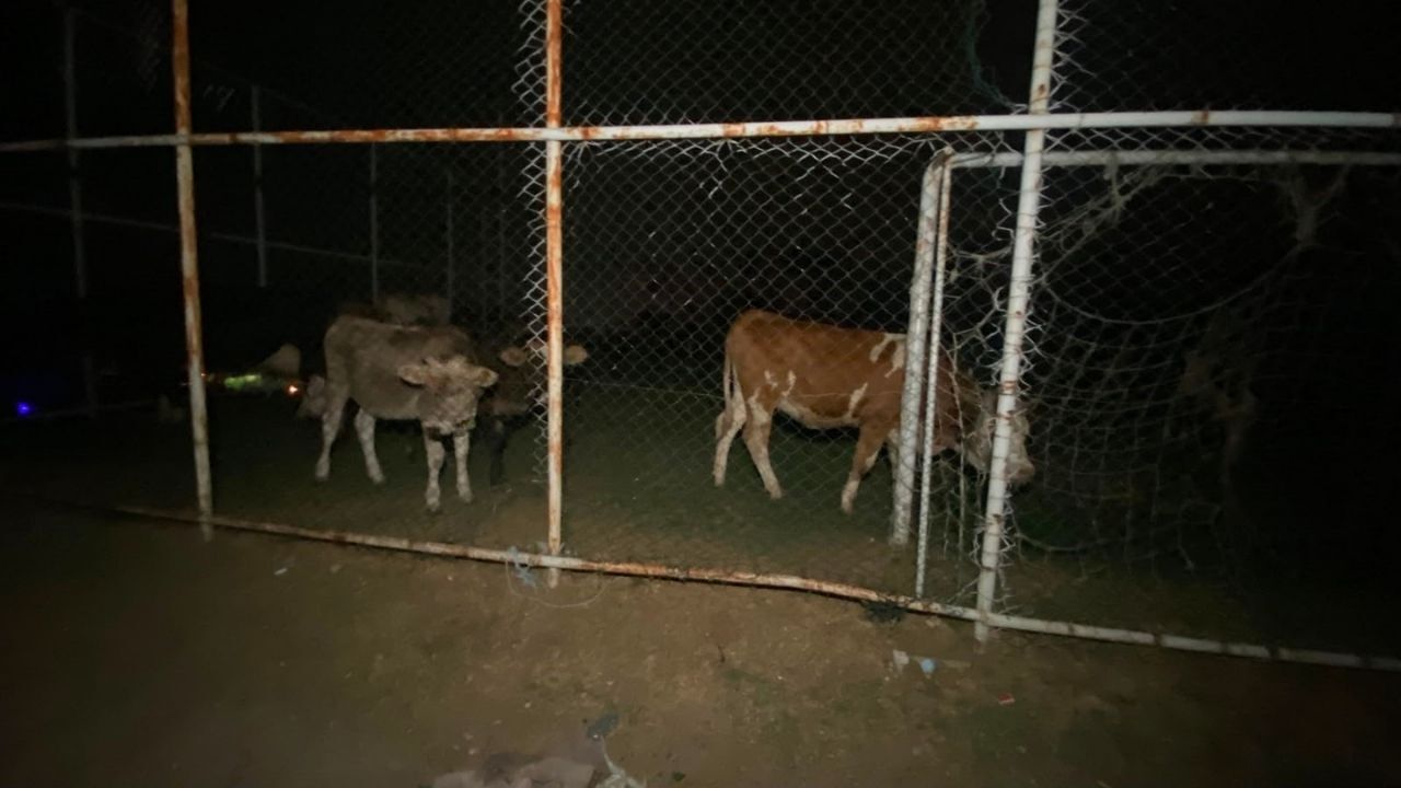 Çine Büyükbaş3