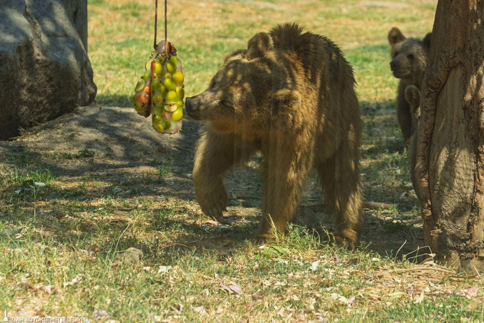 İzmir Doğal Yaşam Parkı'nda Hayvanlara Buzlu Serinlik (4)