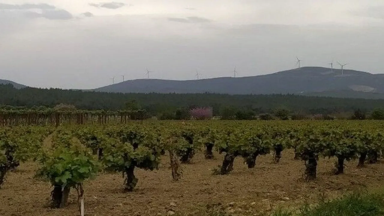 İzmir Selçuk'ta Jes Kararı Verildi Ancak Proje Zeytinliklere Takıldı!