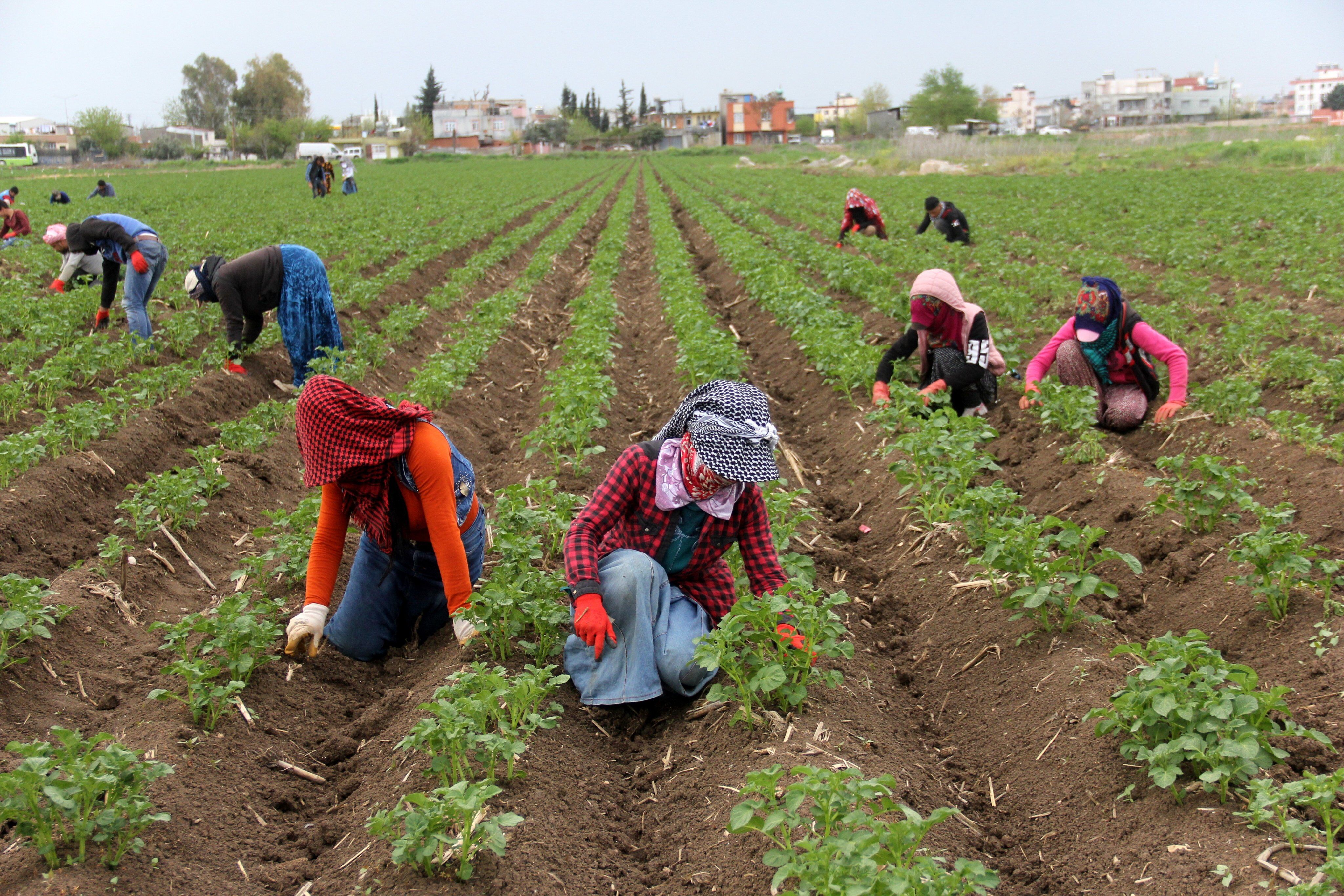 Kadın Kolları Sahaya Indi Mevsimlik Işçilerin Chp'ye Ihtiyacı Var (1)-1