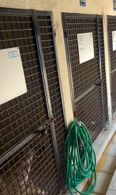 Konak’ta ‘Can Dostların’ Akıbeti Belirsiz Sıcağın Alnında Onlarca Köpek Çile Çekiyor! (2)