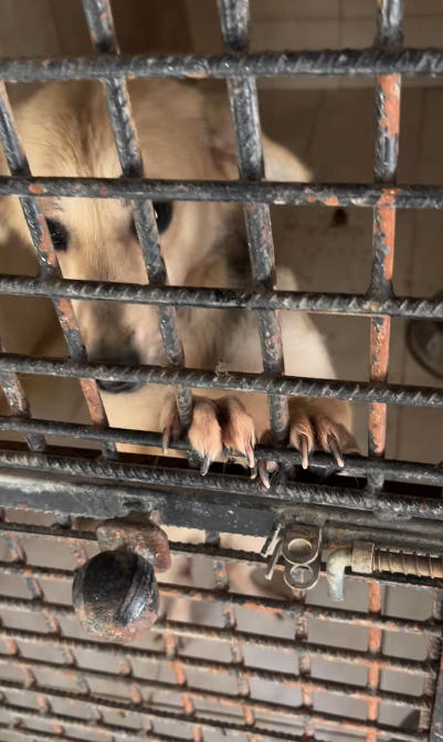 Konak’ta ‘Can Dostların’ Akıbeti Belirsiz Sıcağın Alnında Onlarca Köpek Çile Çekiyor! (3)