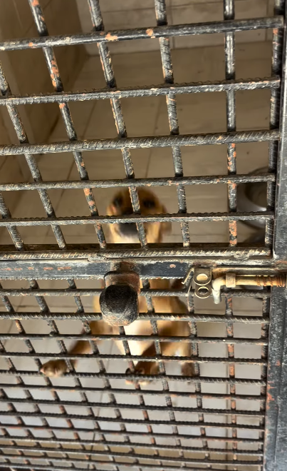 Konak’ta ‘Can Dostların’ Akıbeti Belirsiz Sıcağın Alnında Onlarca Köpek Çile Çekiyor! (4)