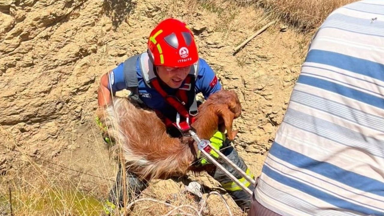 Küçükbaş Kurtarıldı1