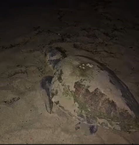 Kuşadası Sahillerinde Caretta Caretta Seferberliği 22