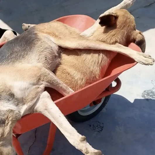 Nato Yüzünden Toplanan 52 Bin Köpek Nerede Ne Haldeler 3