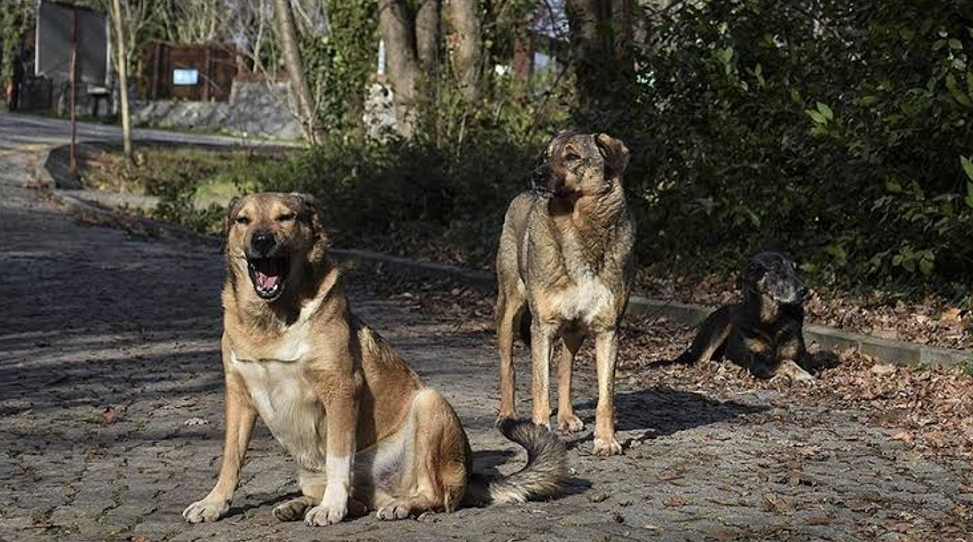 Nato Yüzünden Toplanan 52 Bin Köpek Nerede Ne Haldeler (6