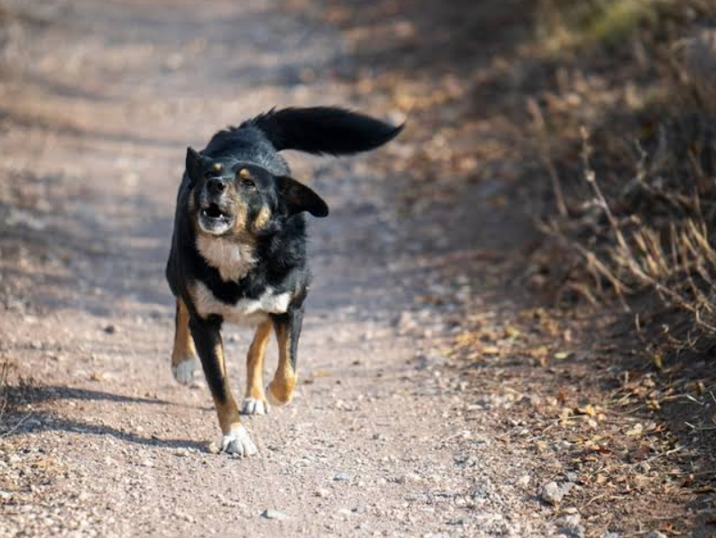 Nato Yüzünden Toplanan 52 Bin Köpek Nerede Ne Haldeler 9