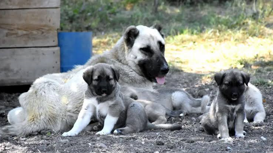 Nato Yüzünden Toplanan 52 Bin Köpek Nerede Ne Haldeler O