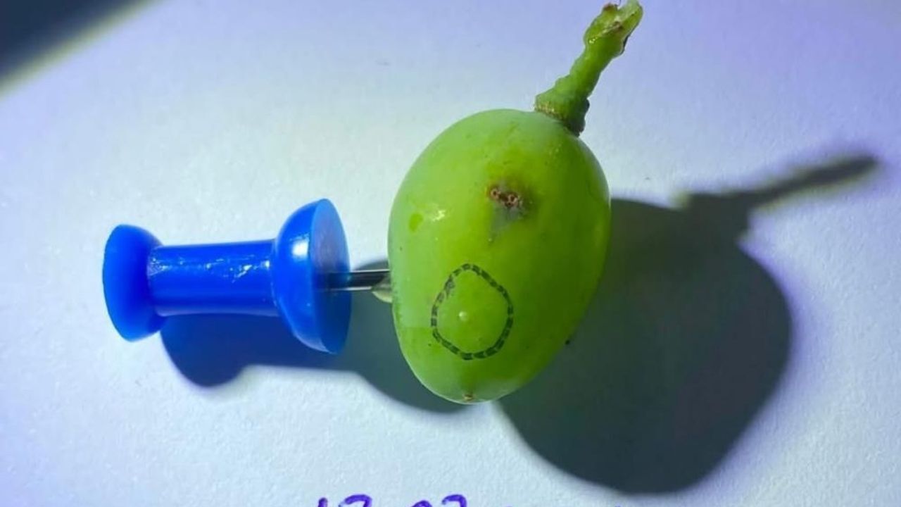 Manisa’da salkım güvesinin 3. nesline karşı alarm verildi! Üreticilerin ürün kaybı yaşamaması için 14-16 Temmuz tarihleri arasında ruhsatlı ilaçlarla acil müdahale yapması gerektiği vurgulandı.