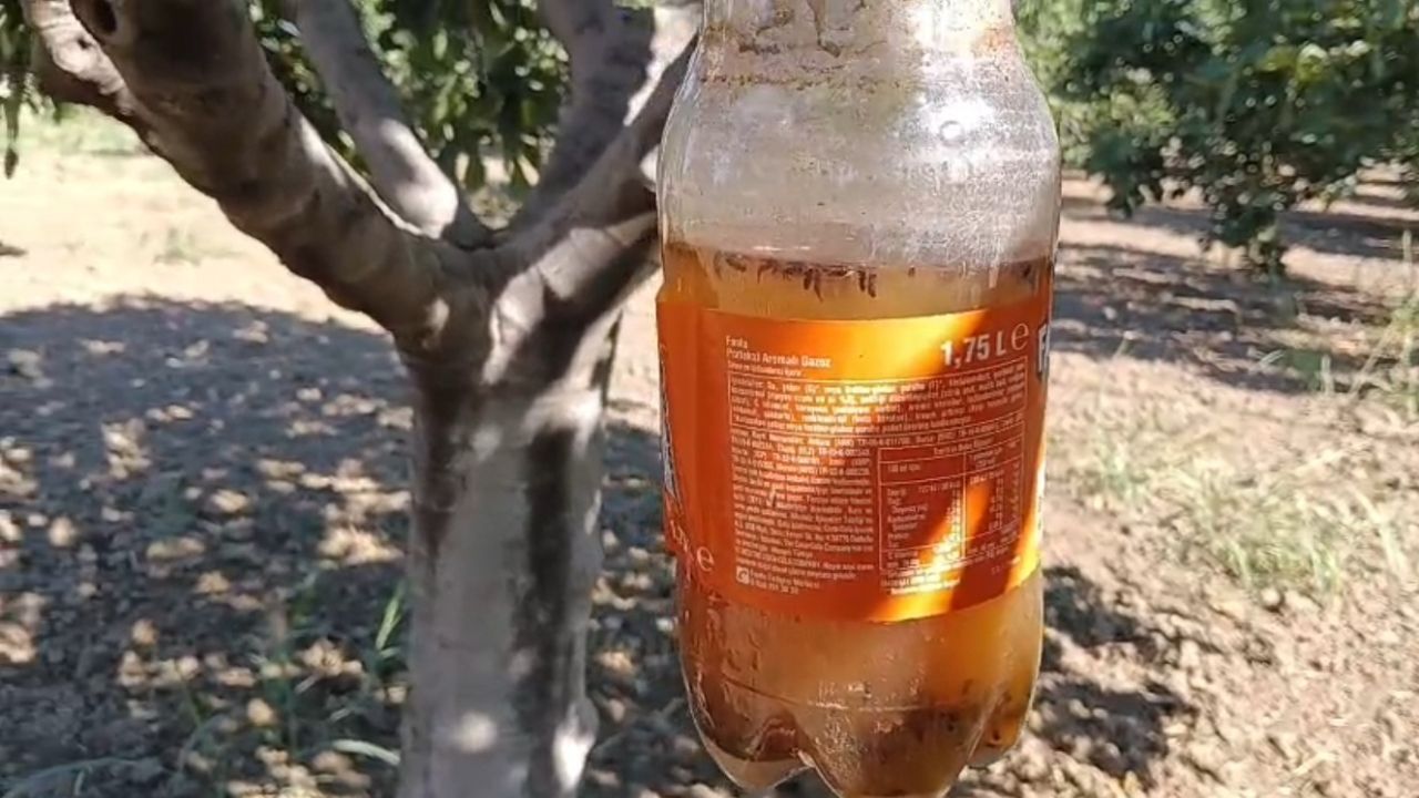 Aydın’ın üretimde ve ihracatında dünya lideri olduğu kuru incir mesaisi başladı. Yeni sezon öncesi ilek işlemini tamamlayan üreticiler, kuru incirlerde kalite kaybı ve patlamaya neden olan sirke sineğine (ekşilik sineği) karşı doğal yöntemle mücadele ediyor.