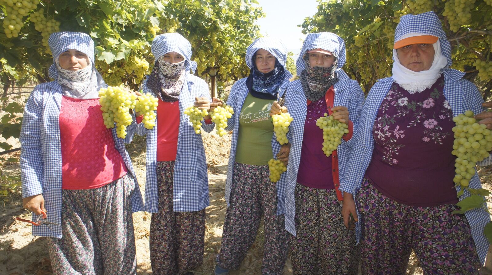 Superior Seedless Çeşidi Sofralık Üzümün Ihracat Tarihi Belli Oldu (1)-1