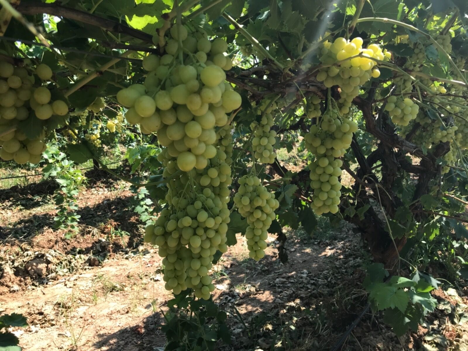 Superior Seedless Çeşidi Sofralık Üzümün Ihracat Tarihi Belli Oldu (2)
