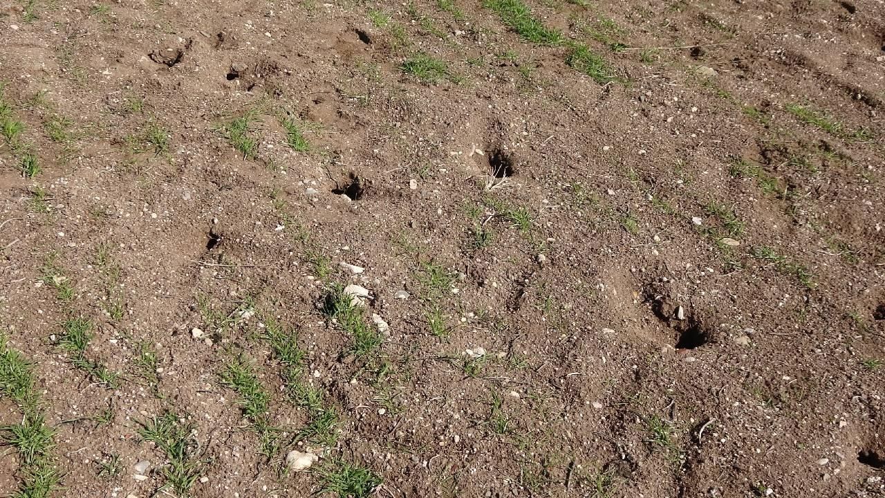 Tarla Fare Deliği