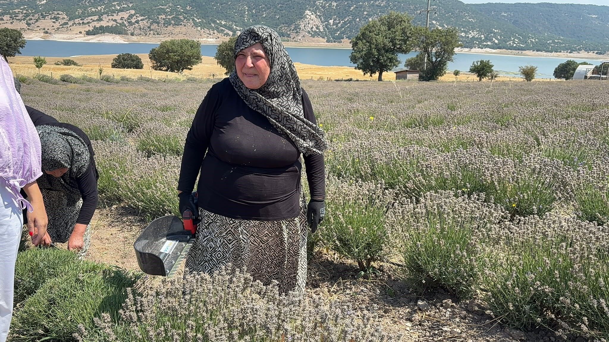 Lavanta Kütahya 2