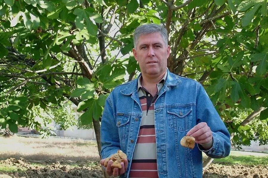 6Aydın’daki Incir Tebliğine Üreticiden Tepki İncirdeki Tüm Sorun Üreticiye Yüklendi
