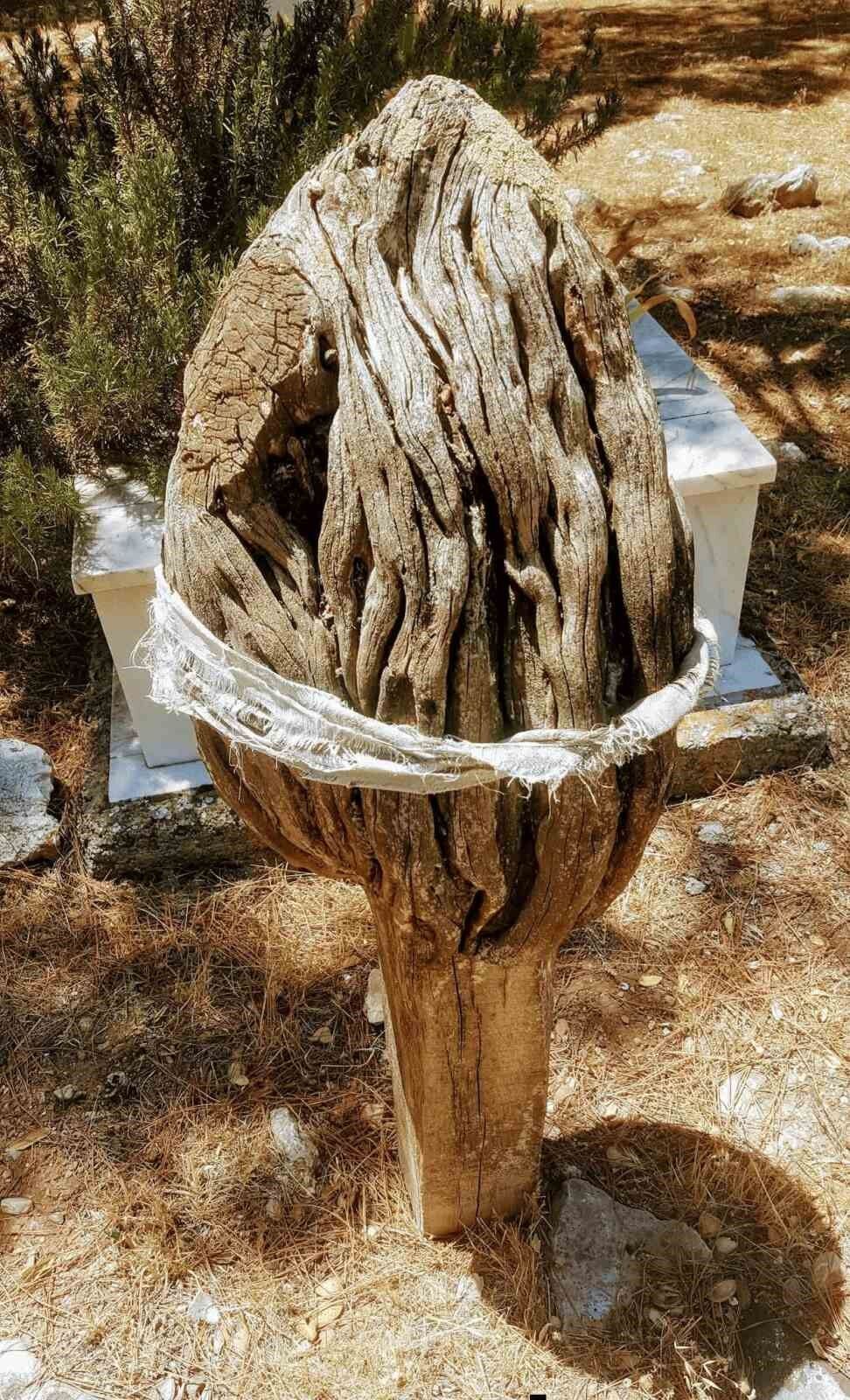 Ardıç Ağacı (1)