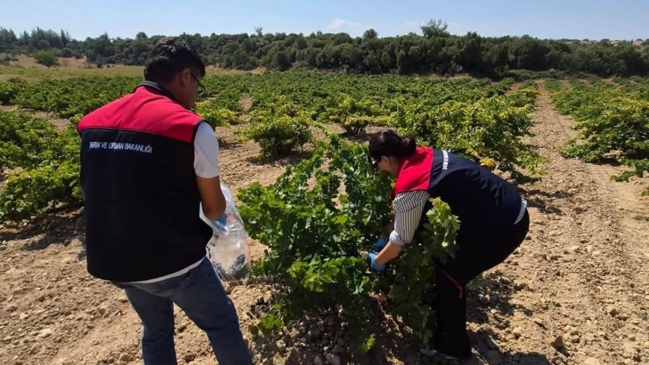Bekilli'de Bağlarda Hasat Öncesi Pestisit Denetimi Başlatıldı4