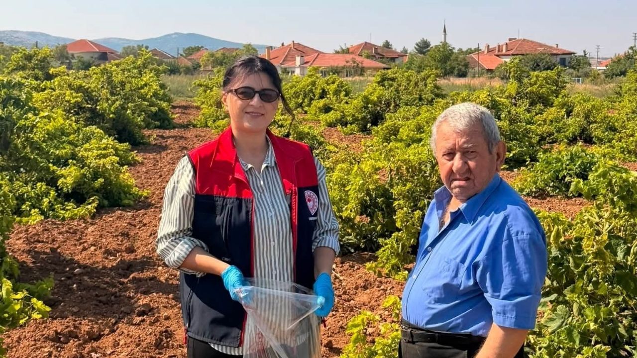 Bekilli'de Bağlarda Hasat Öncesi Pestisit Denetimi Başlatıldı5