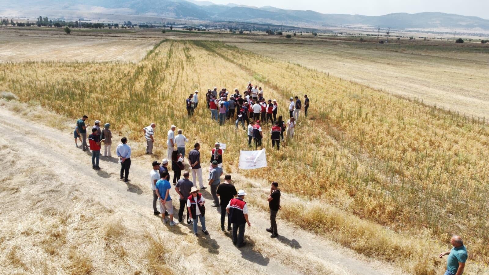 Borsa Nohut Çeşidi (3)