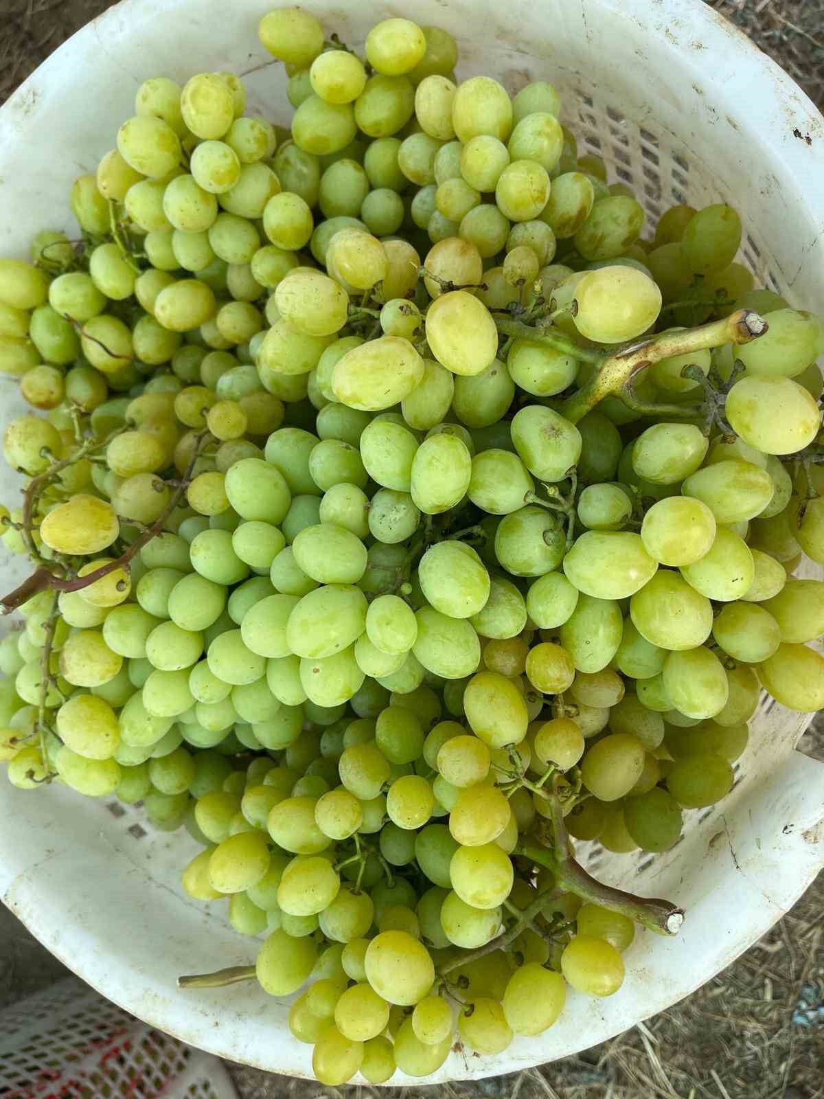 Buldan Üzüm Hasat (2)